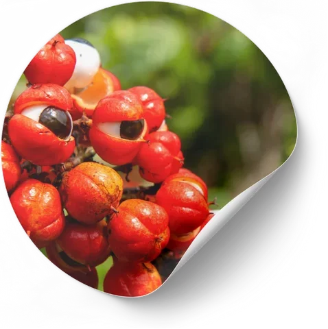 Guarana